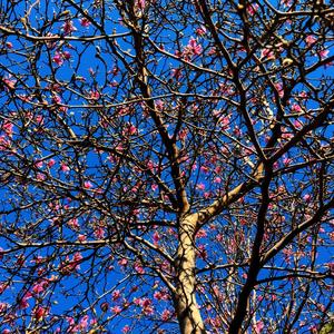 mr. somebody (feat. Joey Vyvanse) (Explicit)