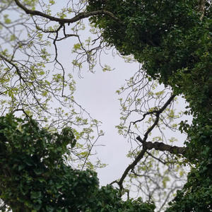 Rare (feat. Welovesebi) (Explicit)