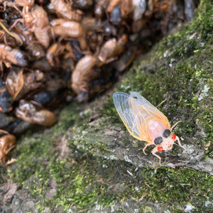 Cicada Crunch