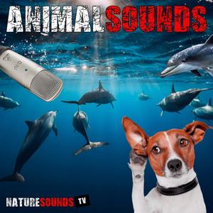 Animal Sounds