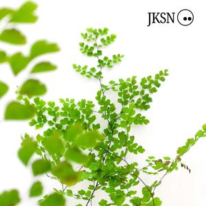 JKSN - Fern