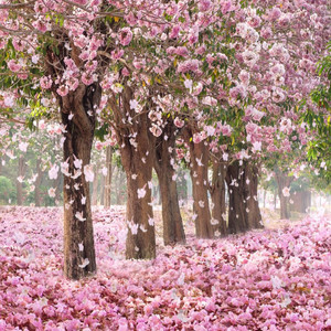 Beautiful Day ★137 (Short)