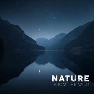 Soothing Ambiances from the Wild