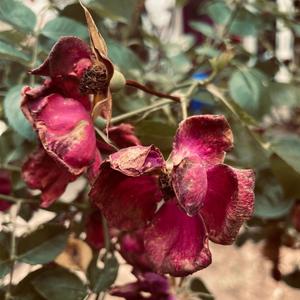 Whisper (feat. Amiro, Chris Dance & Al Fresco) (Explicit)