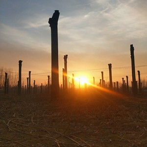 放个大招给你看