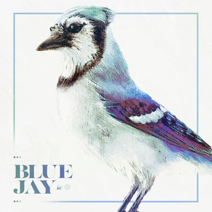 Blue Jay