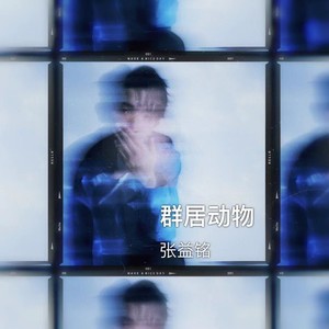群居动物