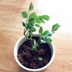 短暂的相逢 (Demo)