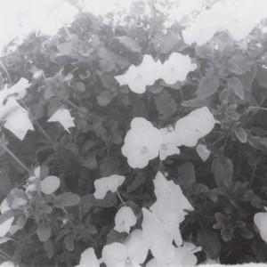 To Dream Is My Only Way Of Being With You