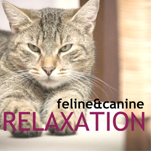 Feline & Canine Relaxation - Night Music to Calm Cats and Dogs, Peaceful Background