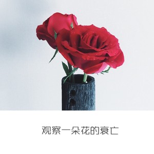 观察一朵花的衰亡