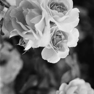 World Court (Explicit)