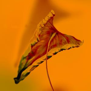 I Don't Wanna III (Explicit)