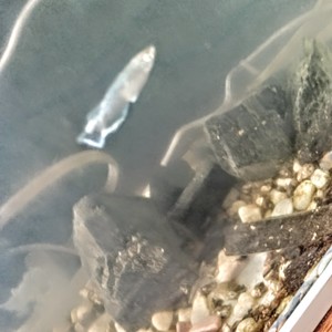 KlossLakerz Original Copyright（Sing & Lyricist VeganNam Edition）