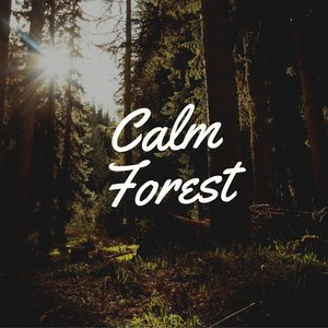 Calm Forest