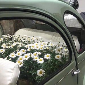 如此 (翻自 何佳乐)