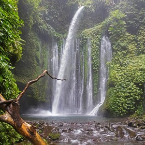 RAINFOREST (Explicit)