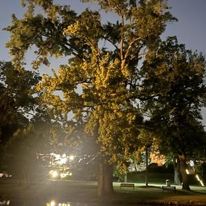 HIGH 4 FREE (Explicit)