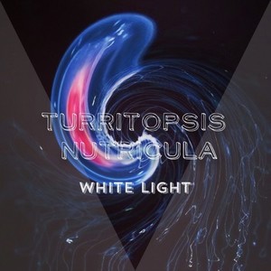 Turritopsis Nutricula