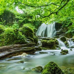 Deep Calm with Jungle Sounds