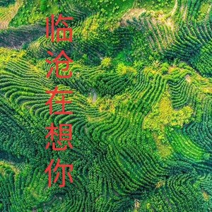 临沧在想你 (Live)