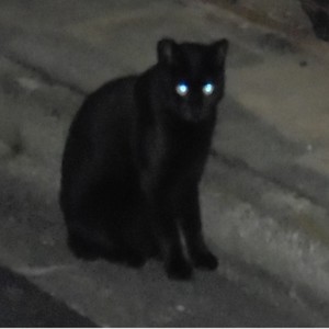 彼女がこんにちはと言う