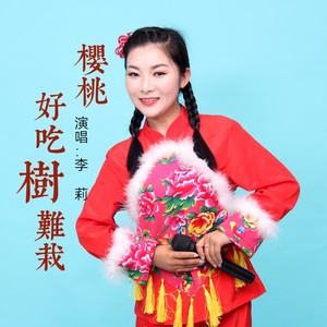 樱桃好吃树难栽