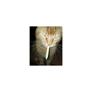 whiispers (feat. icemop & bblink) [Explicit]