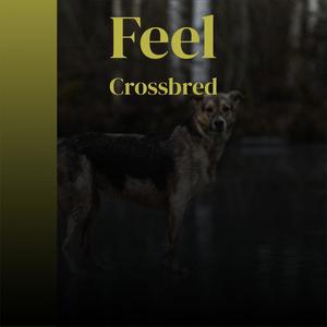 Feel Crossbred