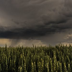 Sounds of Rain for Calm Sleeping