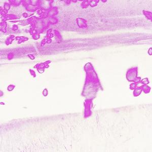 éphémère (feat. bikyu & 222 Digital) (Explicit)