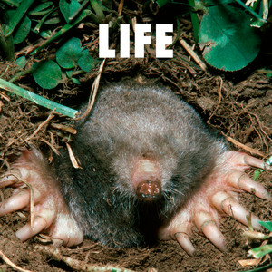 フジファブリック - Flashdance