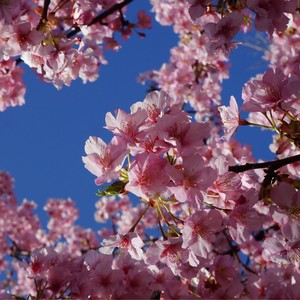 Under the Sakura Tree (Instrumental Version)