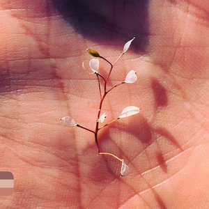 Nudation (Destroy and Begin)