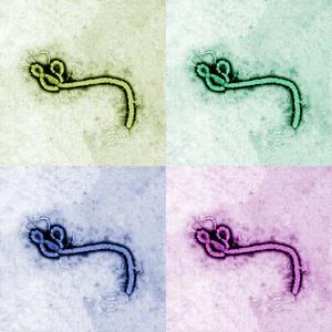 Ebola virus