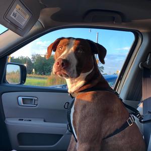 Shake it(Freestyle) (Explicit)