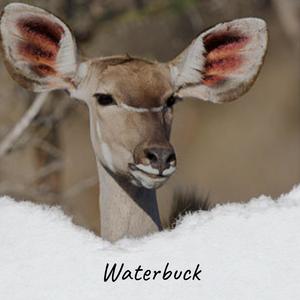 Waterbuck