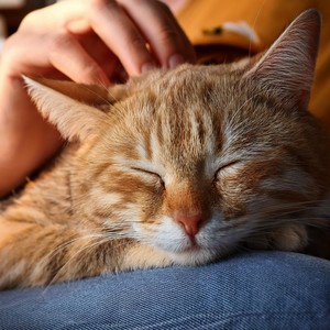Lofi Purrs: Relaxing Beats For Your Feline Friend