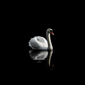 20 Karat (Demo|Explicit)