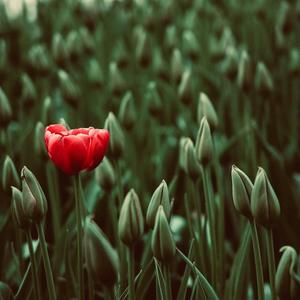 Rocketship (Explicit)