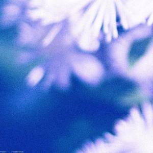 blossom (slowed&reverb)