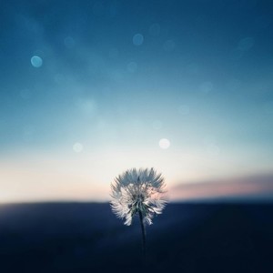 Seed