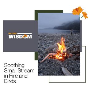 Jungle and Rainforest