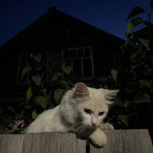 dear billy (feat. andre is gone)