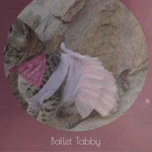 Ballet Tabby