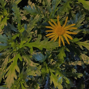 BØRNS-Past Lives (Ekko Remix)