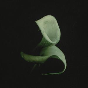 Calla Lily (Explicit)