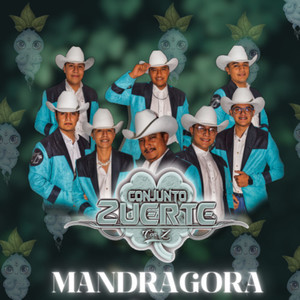 Huapango Mandragora