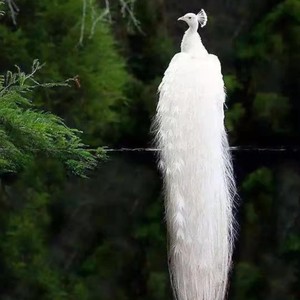 处处婚 (原曲:处处吻)