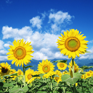 艾迪Eddie - 向阳